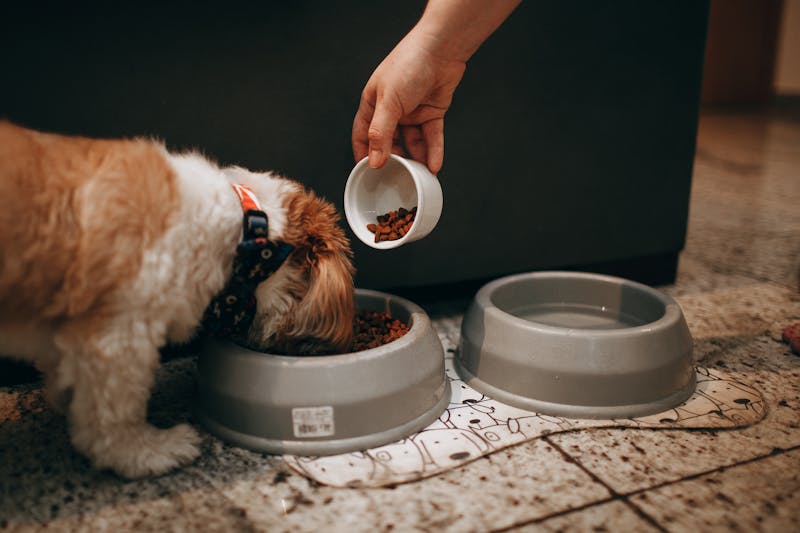 Morning Routine as a Dog Mom - feeding your dog