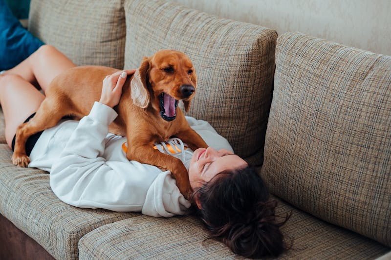 bond and attachment of a dog mom with her pup