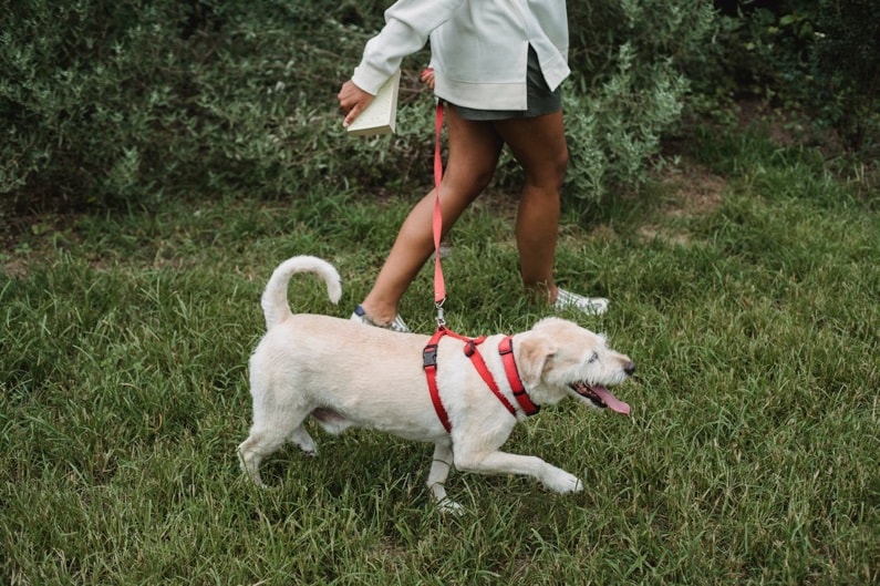woman walking her dog - training as a dog mom daily routine