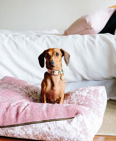 Pretty Fluffy Shopping Guide - how to choose the right dog bed