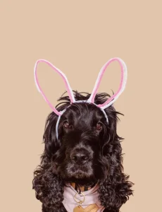 DIY PROJECTS DIY Bunny Ears Headband for Dogs or Kids – Made in 2 Minutes!