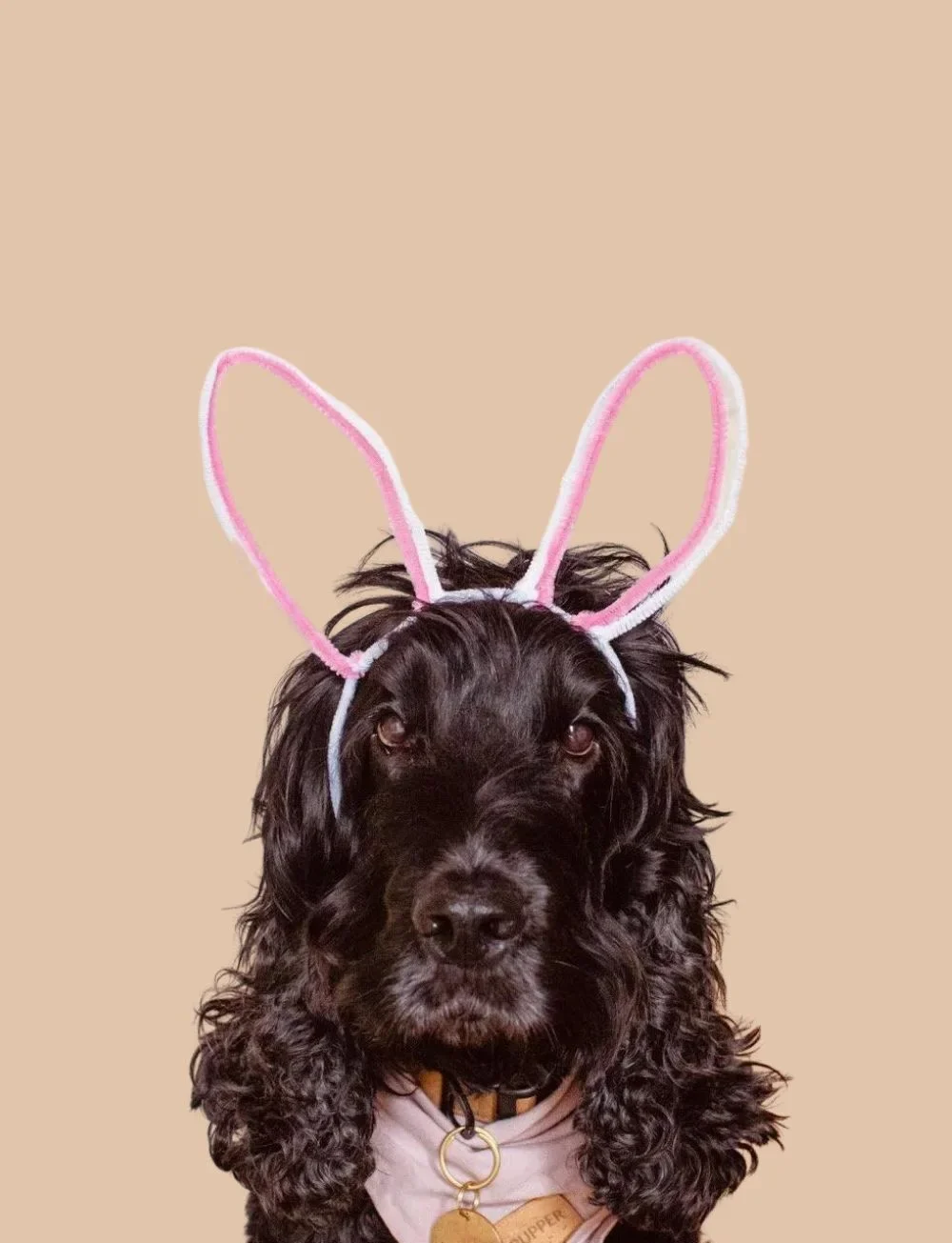 DIY PROJECTS DIY Bunny Ears Headband for Dogs or Kids – Made in 2 Minutes!