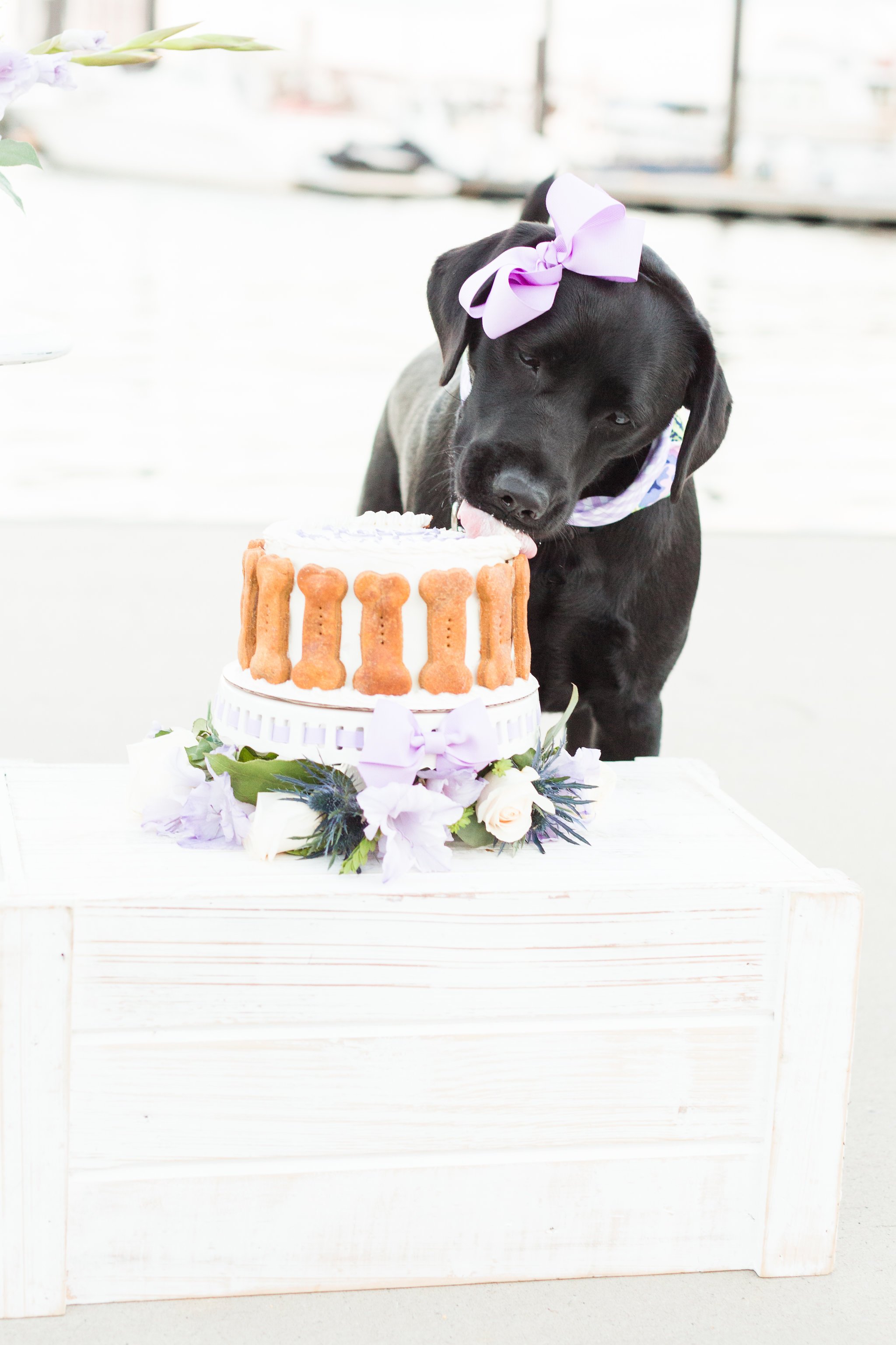 Dog Cake Smash 7 Tips for the Perfect Photo Pretty Fluffy The