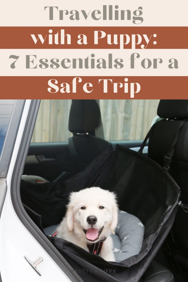 Travelling with a Puppy 7 Essentials for a Safe Trip
