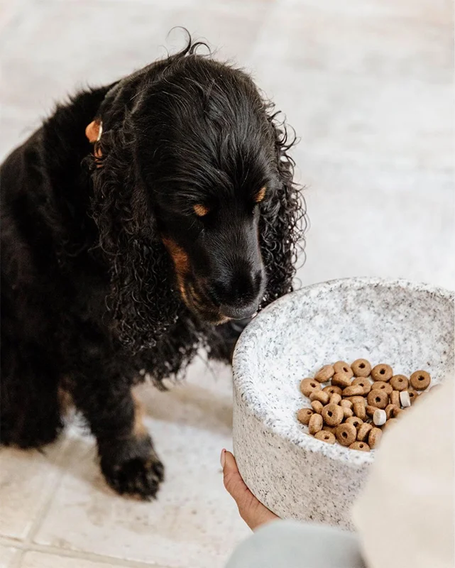 Granite Dog Bowl by Kentucky for stylish pet-friendly homes