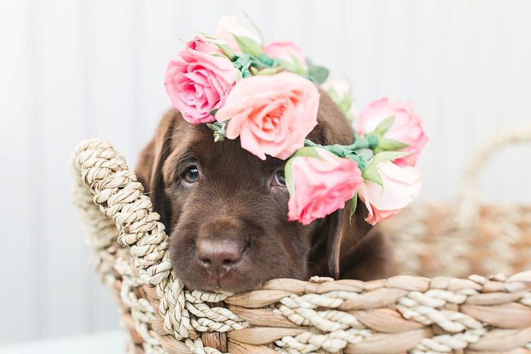 5 Tips for Photographing Puppies