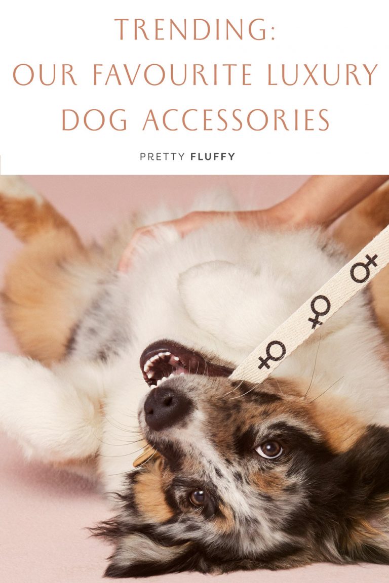 Trending Our Favourite Luxury Dog Accessories Right Now