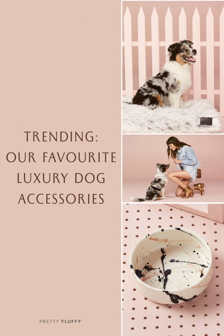 Trending Our Favourite Luxury Dog Accessories Right Now