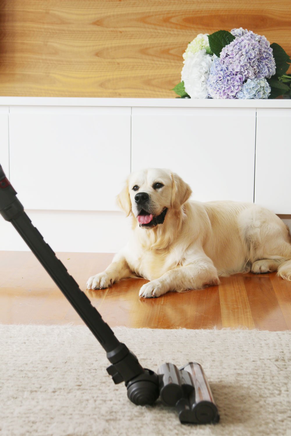 How To Keep A House Clean with Dogs Your Ultimate Guide