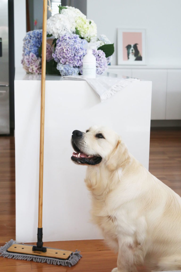 How To Keep A House Clean with Dogs Your Ultimate Guide