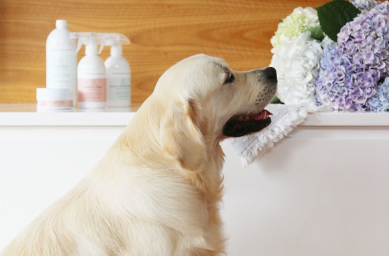 How To Keep A House Clean with Dogs: Your Ultimate Guide