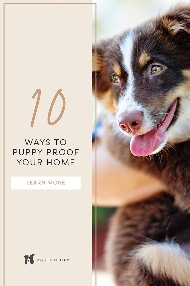 10 Ways to Puppy Proof Your Home Tips & Training Pretty Fluffy