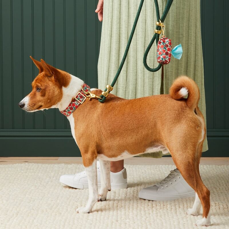 The Foggy Dog Leashes