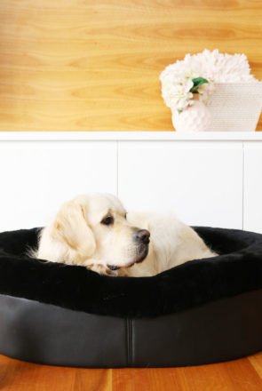 Decadent. Stylish. Luxurious. These aren't the big, ugly dog beds you're used to. Say hello to Frank & Arlo.