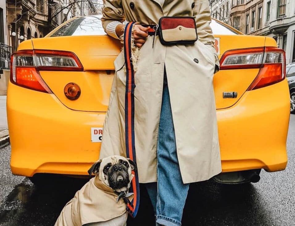 The most stylish, fashion forward pet brands by women of colour. From dog beds, to leads, accessories and more, they have everything your dog needs.