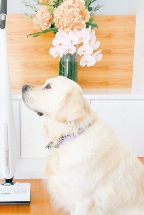Review: HIZERO All-in-One Cordless Floor Cleaner for Dog Owners