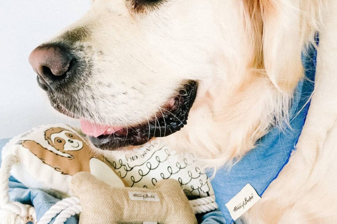 Our favorite picks from PetBarn's premiere new House of Barker & Denim Days collection - featuring luxe velvet dog beds, neutral dog toys, collars and more!