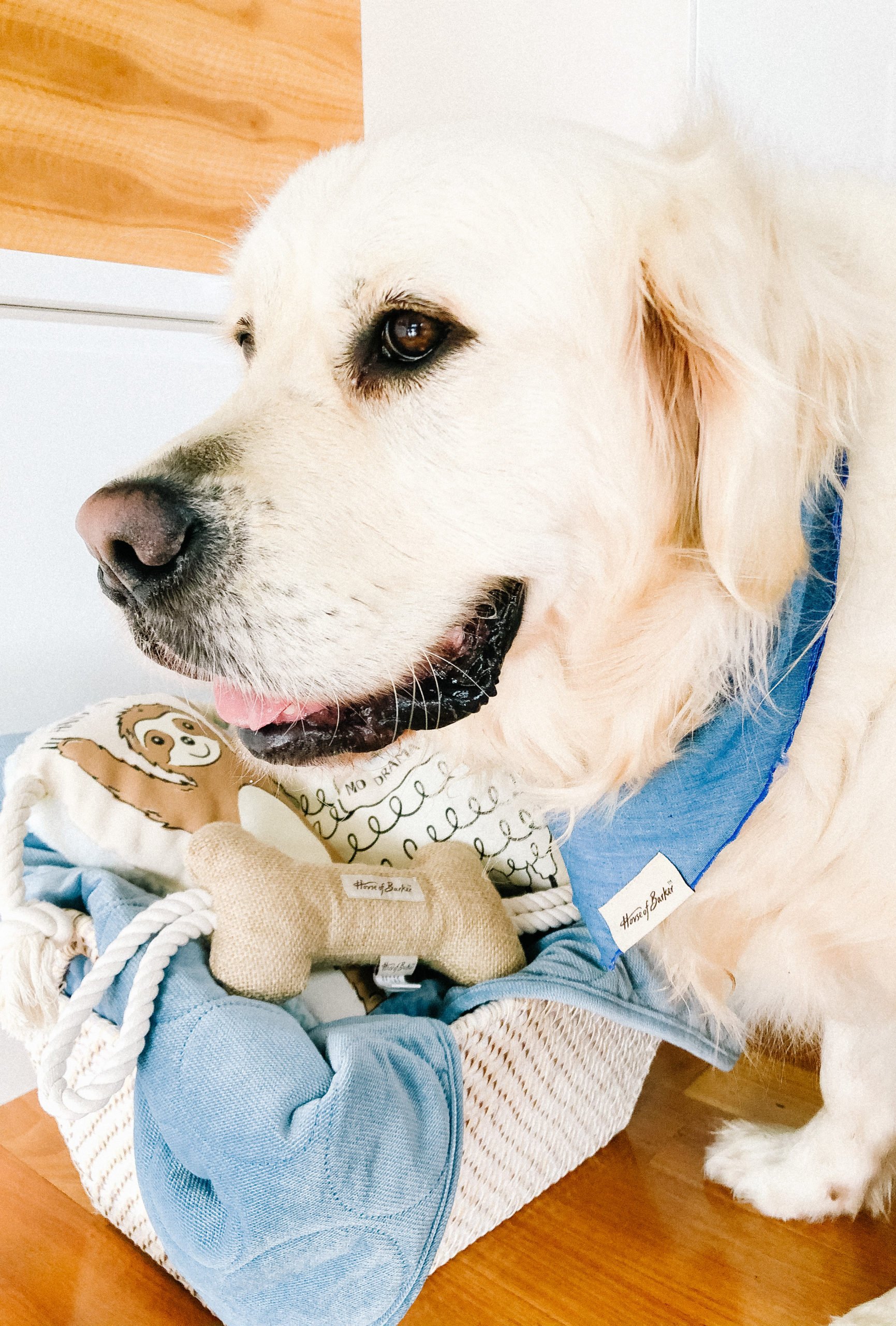 PetBarn Goes Luxe! Everything We Want From Their Exclusive New Range