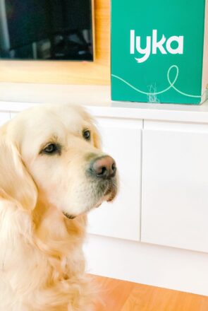 Golden retriever sitting beside a green Lyka pet food subscription box for a product review.