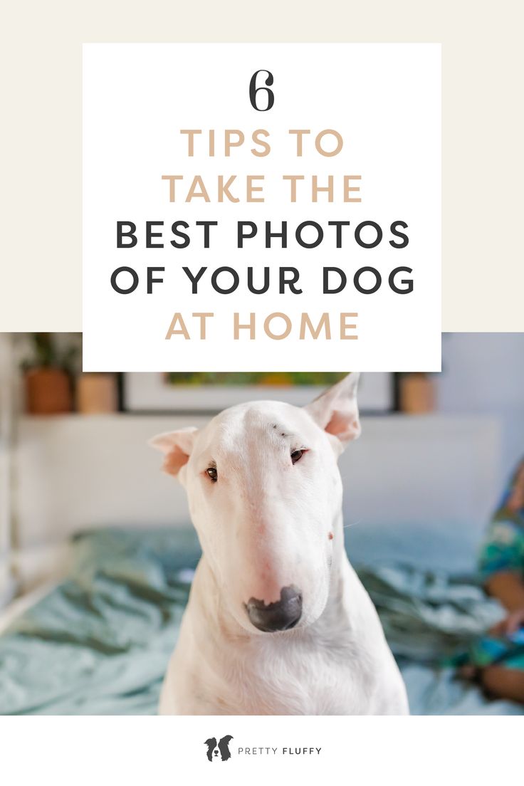  6 Professional Tips to Take the Best Photos of Your Dog at Home
