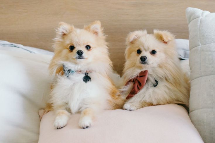 6 Simple pet photography tips