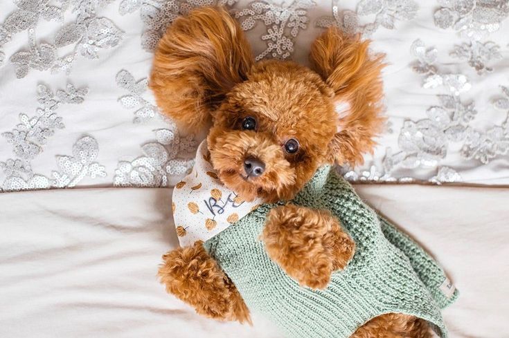 6 at home pet photography tips