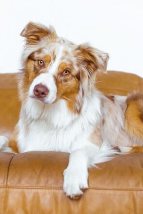 6 Professional Tips to Take the Best Photos of Your Dog at Home