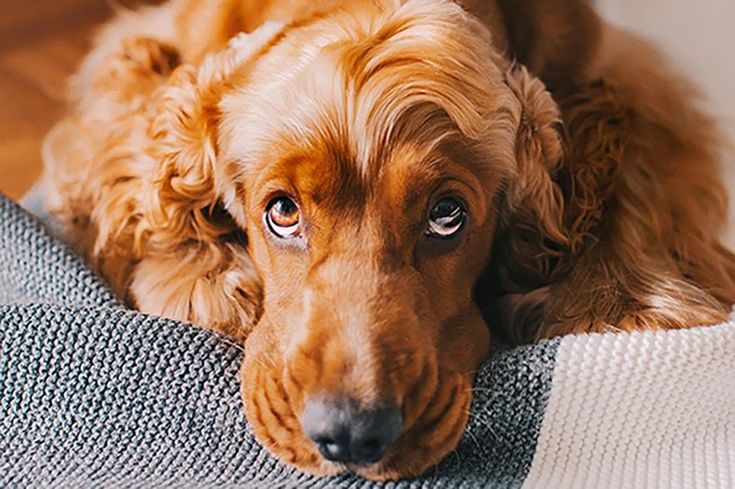 6 Dog Photography Tips You Can Try at Home