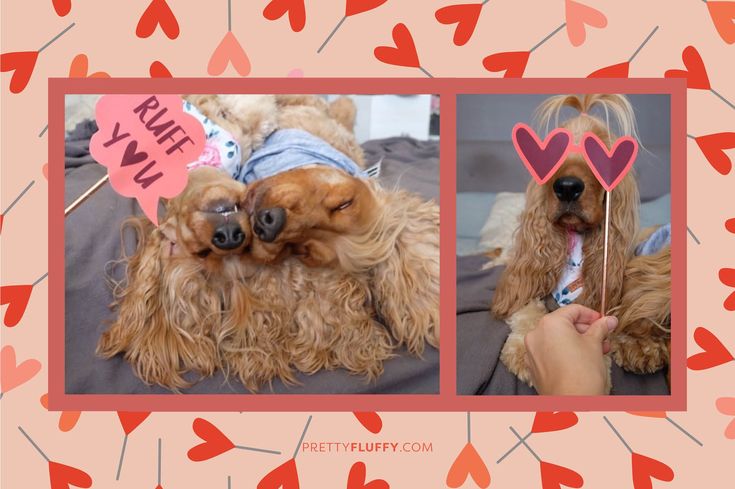Cute Cocker Spaniel Dog Valentine's Day Photo Shoot - Free Valentine's Day Photo Booth Printables at Pretty Fluffy