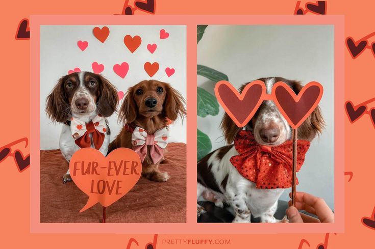 @river_the_mini_dachshund Reader Photos of Valentine's Day Photo Booth Props