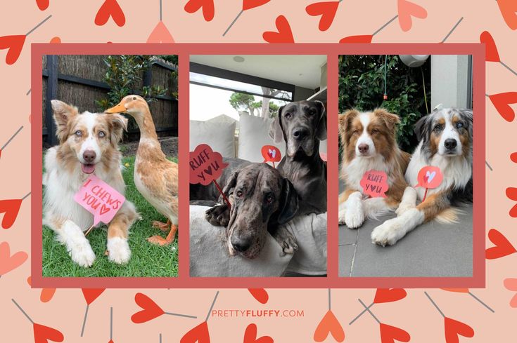 @myaussietribe Reader Photos of Valentine's Day Photo Booth Props