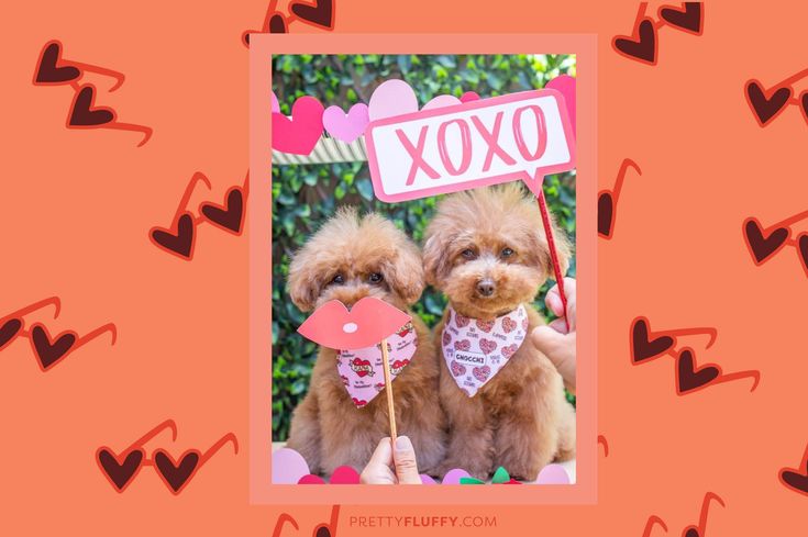 Cute Toy Poodle Dog Valentine's Day Photo Shoot - Free Valentine's Day Photo Booth Printables at Pretty Fluffy