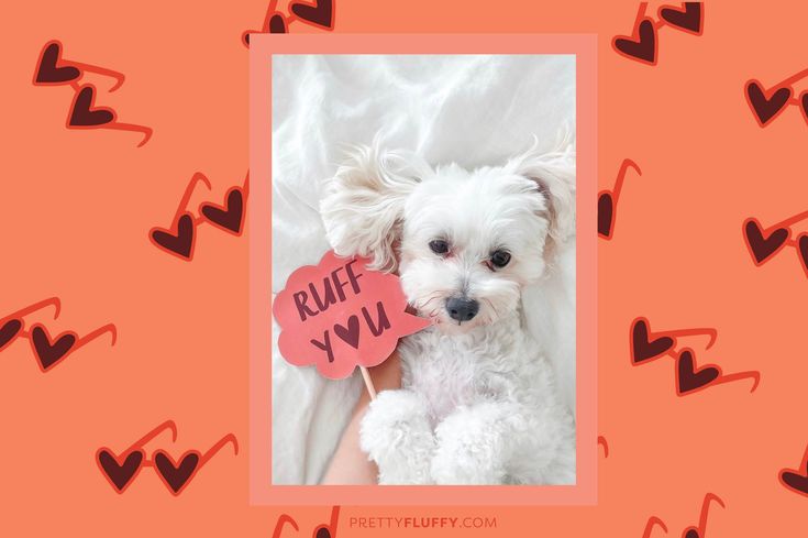 Cute Dog Valentine's Day Photo Shoot - Free Valentine's Day Photo Booth Printables at Pretty Fluffy