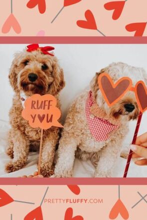 our readers share the love on valentine's day - dog photo booth printables
