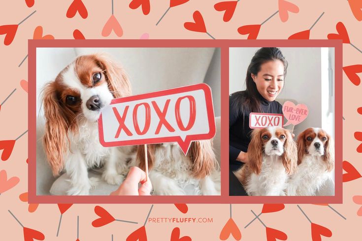 Cute Cavalier Dog Valentine's Day Photo Shoot - Free Valentine's Day Photo Booth Printables at Pretty Fluffy