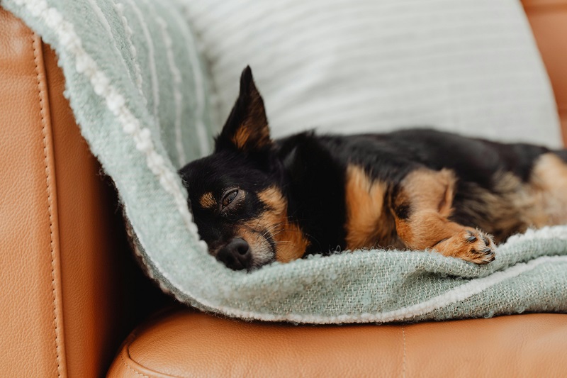 Aussie shepherd on tan leather couch - 6 Expert Tips for Photographing Dogs at Home