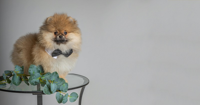 Stylish mini pomeranian with bow tie - 6 Expert Tips for Photographing Dogs
