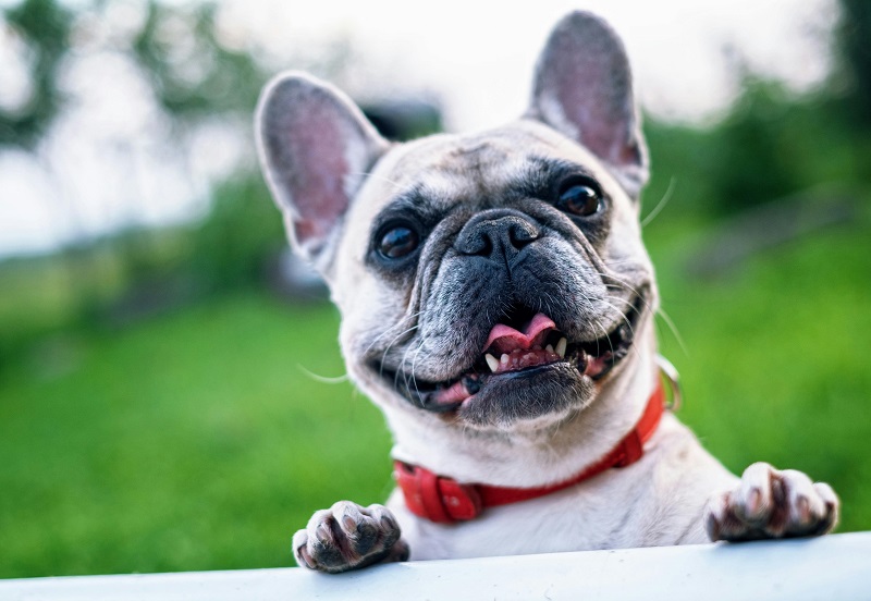 French bull dog giving puppy eyes - 6 Tips to Take the Best Photos of Your Dog at Home
