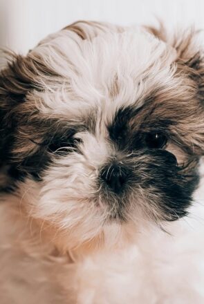 Portrait of maltese shih tzu- Tips for Photographing Dogs at Home
