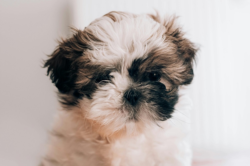 Portrait of maltese shih tzu- Tips for Photographing Dogs at Home