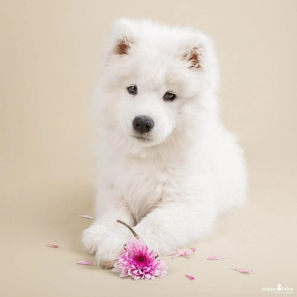  6 Dog Photography Tips to Take the Best Photos of Your Dog at Home