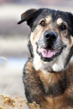 Bubbles & Dad - Colorado Pet Photography session - Pretty Fluffy