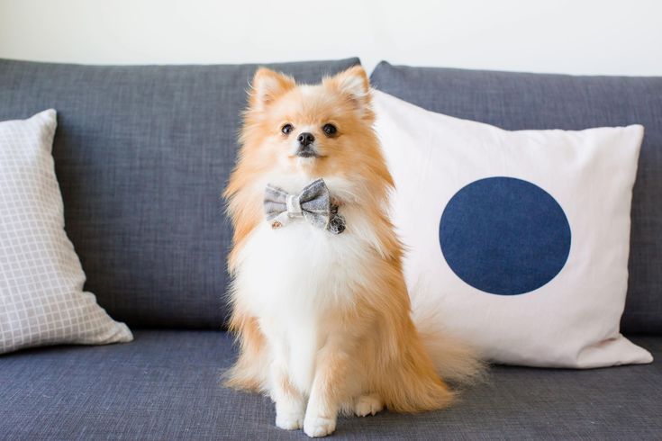 5 Skills to Teach Your Dog When Around Children