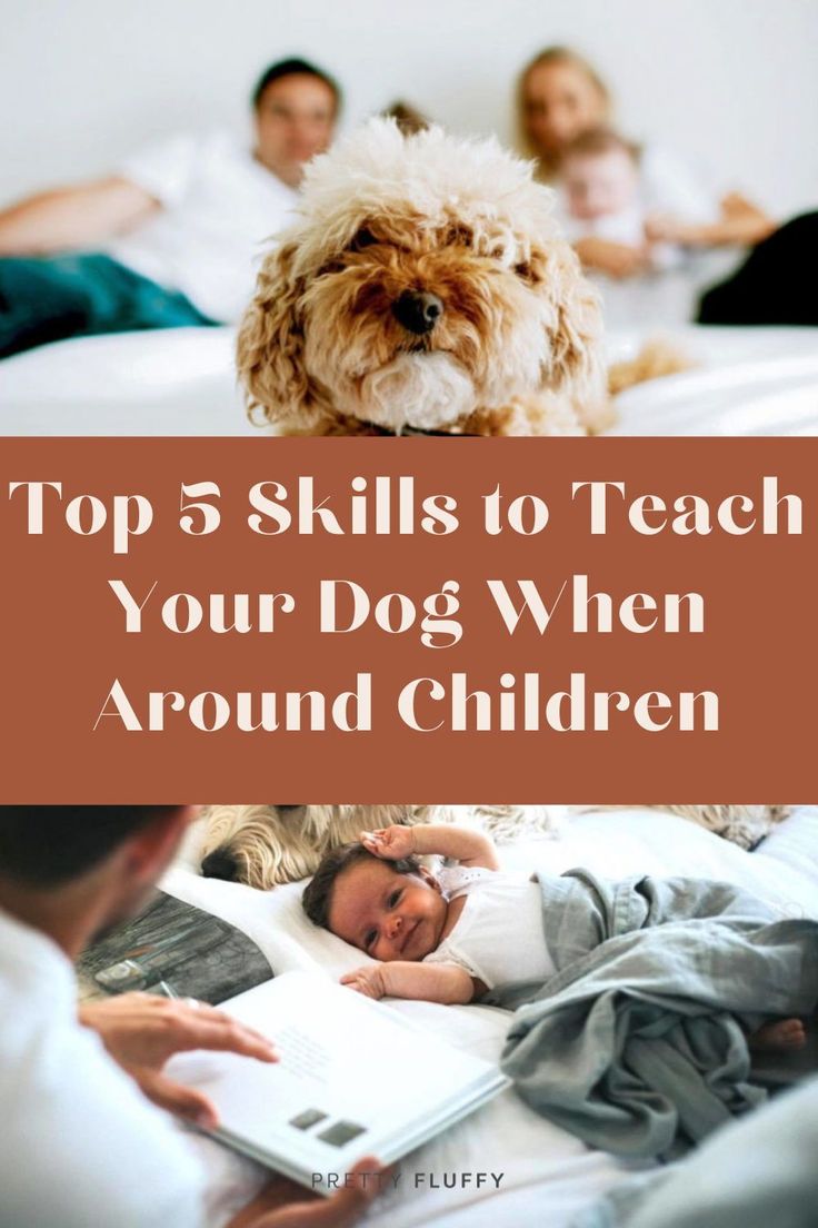 5 Skills to Teach Your Dog When Around Children