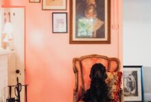 pet friendly travel maison maffra - interior - dog in hotel