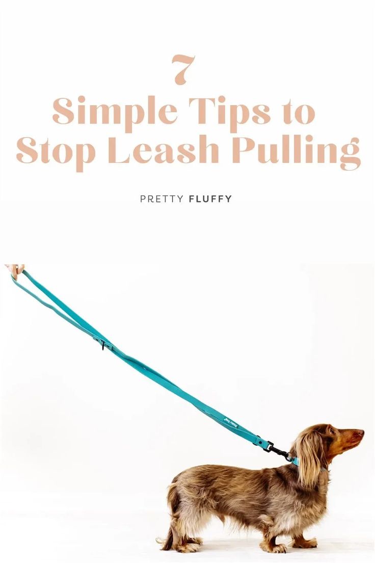 7 Simple Tips to Stop Leash Pulling