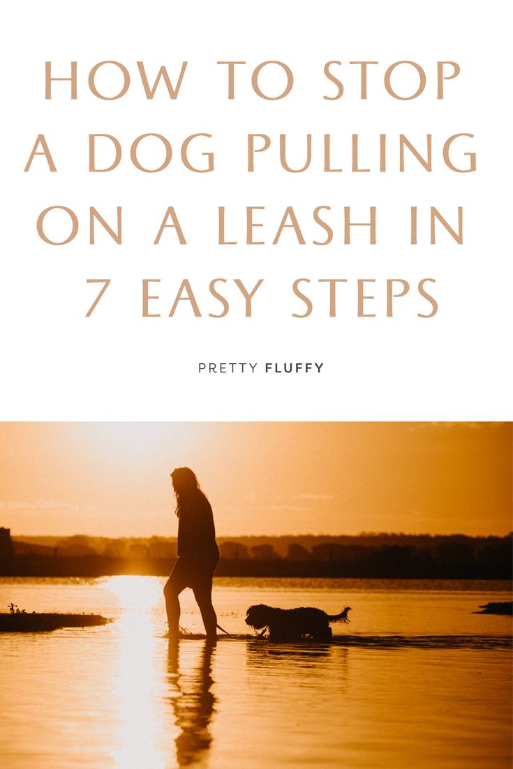 7 Simple Tips to Stop Leash Pulling