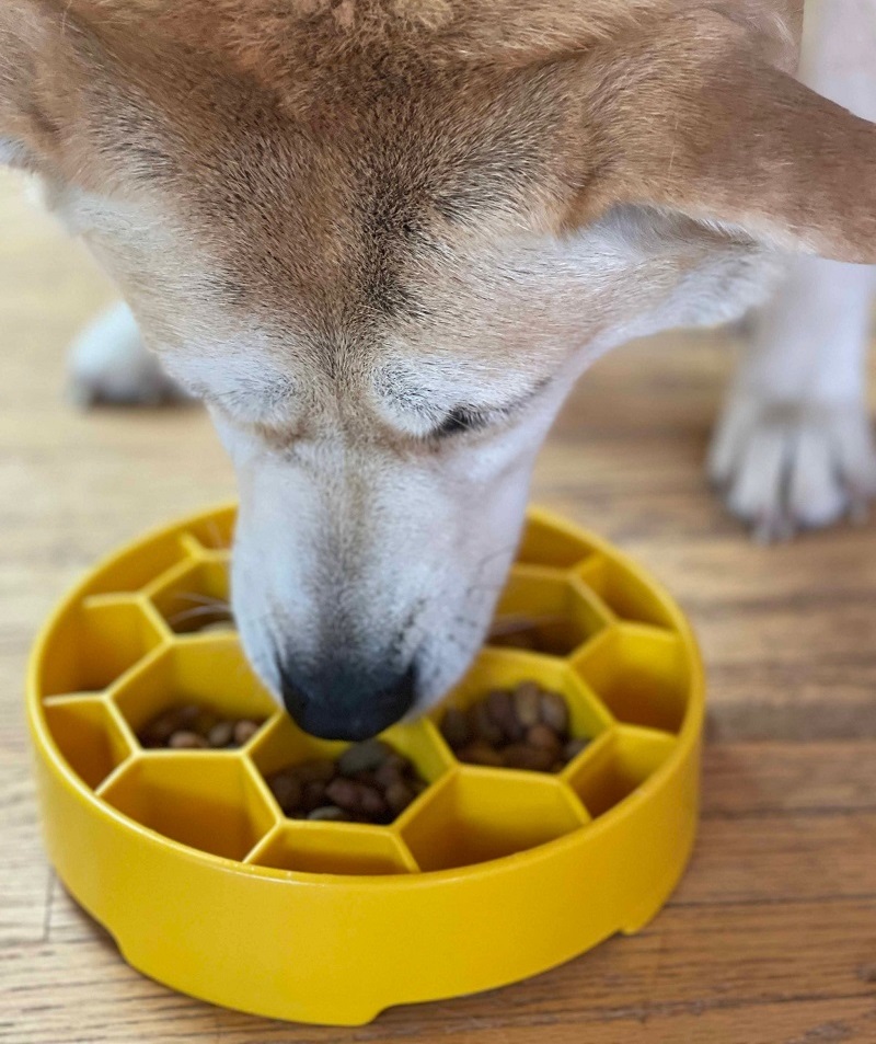 SodaPup Honeycomb Slow Feeder Dog Bowl