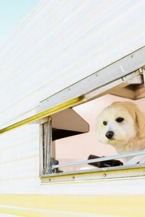 Stylish Pet-Friendly Caravans: The Pawfect Roadtrip!