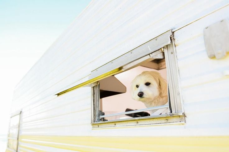 Luxury Pet-Friendly Caravans: The Pawfect Road Trip